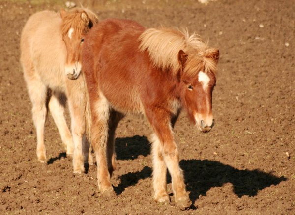 Im Landkreis Hildesheim sind zwei Ponys misshandelt worden (Symbolbild). - © picture-alliance / Ralph Goldmann