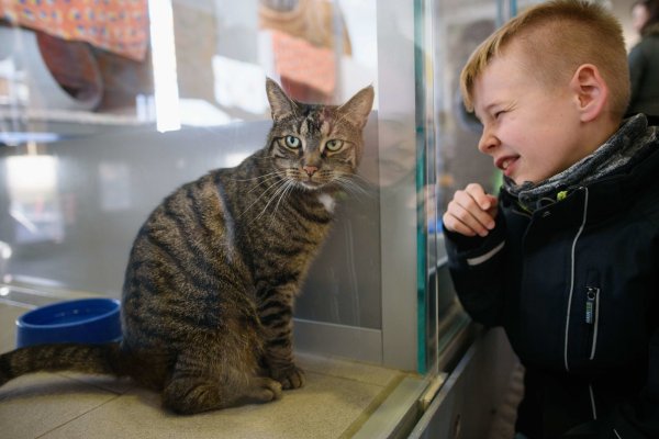 Keine Katze als Geschenk unter dem Weihnachtsbaum - © dpa