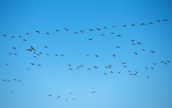Derzeit grassiert die größte je dokumentierte Vogelgrippewelle. (Symbolbild) - © Daniel Bockwoldt/dpa
