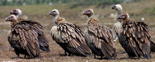 Einst gab es in Indien etwa 50 Millionen Geier, nun sind es unter 100.000 Vögel. (Archivbild) - © picture alliance / dpa
