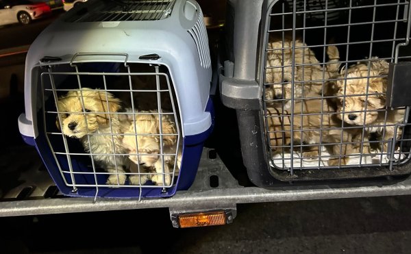 Die neun Hunde wurden dicht gedrängt transportiert und waren dehydriert. - © Hauptzollamt Braunschweig/dpa
