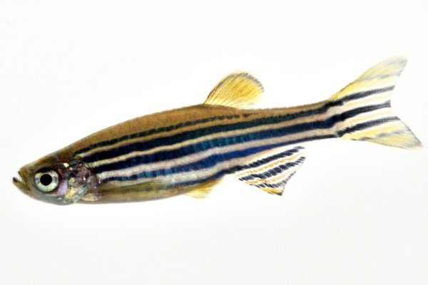 Zebrabärbling - © Foto: dpa