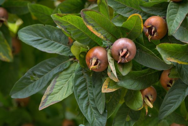 Mispel - © Foto: Andrea Warnecke/dpa-tmn