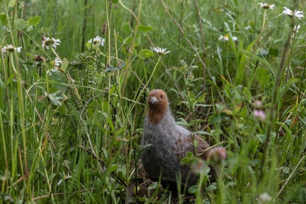 Das in seinem Bestand gefährdete Rebhuhn ist zum Vogel des Jahres gewählt worden. (Archivbild) - © Swen Pförtner/dpa