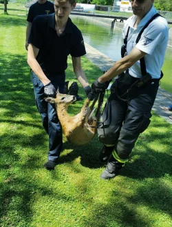 Gerettetes Reh - &copy; Foto: -/Berufsfeuerwehr Augsburg/dpa