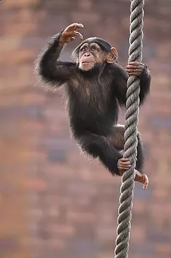 Patente auf Schimpansen ung&uuml;ltig - &copy; Foto: Joel Carrett/AAP/dpa