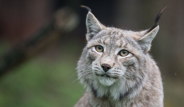 Der Zoo in Aalborg weist darauf hin, dass Raubtiere wie Luchse auf ganze Beutetiere angewiesen sind - gerne auch Haustiere. (Archivbild) - © Sebastian Gollnow/dpa