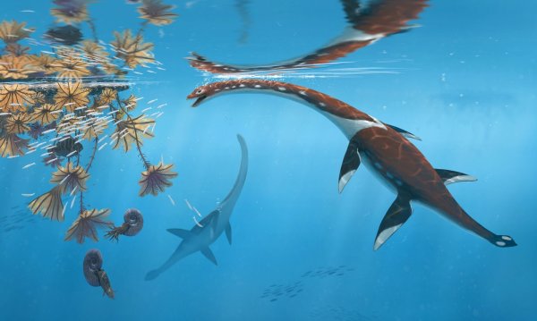 Die Illustration zeigt das Reptil Plesionectes longicollum, das zur Zeit der Dinosaurier durchs Meer schwamm. - © Peter Nickolaus/dpa