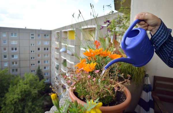 Blumengießen auf dem Balkon - © Foto: Britta Pedersen/dpa