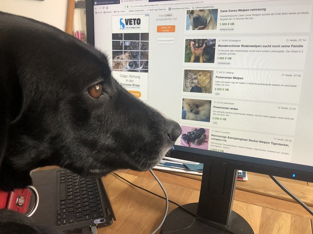 41+ schön Sammlung Ab Wann Ist Ein Welpe Kein Welpe Mehr Wie Lange