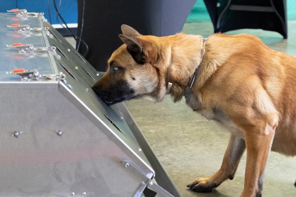 Ausbildung zum Corona-Spürhund - © Foto: Roland Alpers/Bundeswehr/dpa