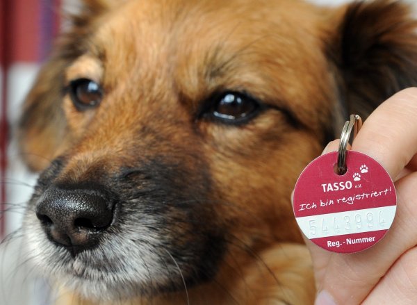 Hund mit Halsbandmarke - © Foto: Holger Hollemann/Symbolbild