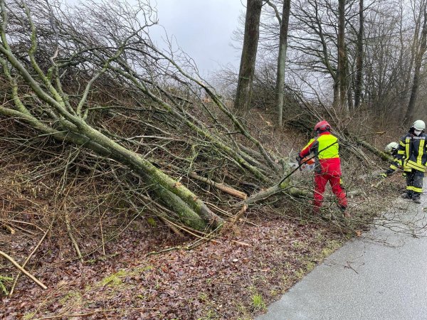 Mittwochmittag musste die Feuerwehr Horn Bad-Meinberg bereits einen Baum von einer Fahrbahn entfernen. "Es handelte sich um einen bereits geschnittenen und am Straßenrand abgelegten Baum, der aufgrund des Windes auf die Fahrbahn geweht war", teilt die Feuerwehr mit. - © Feuerwehr Horn-Bad Meinberg