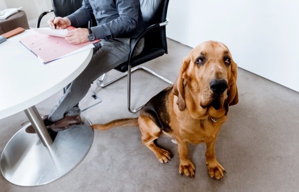 Hund im Büro - © Foto: Markus Scholz/dpa-tmn