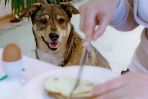Hund am Esstisch - © Foto: Markus Scholz