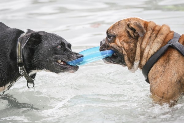 Zwei Hunde - © Foto: Frank Rumpenhorst