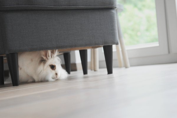 Kaninchen auf Tour - © Foto: Christina Sabrowsky