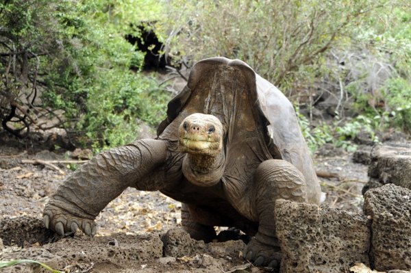 «Lonesome George» - © Foto: Tui De Roy/Png/Handout/PNG