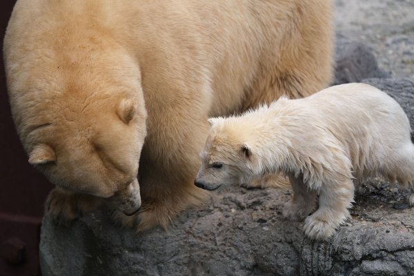 Zoo Hannover - © Foto: Peter Steffen/dpa