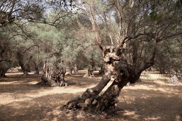 Wasserknappheit ist auf Mallorca vor allem in der Hochsaison kein neues Problem. - © Clara Margais/dpa