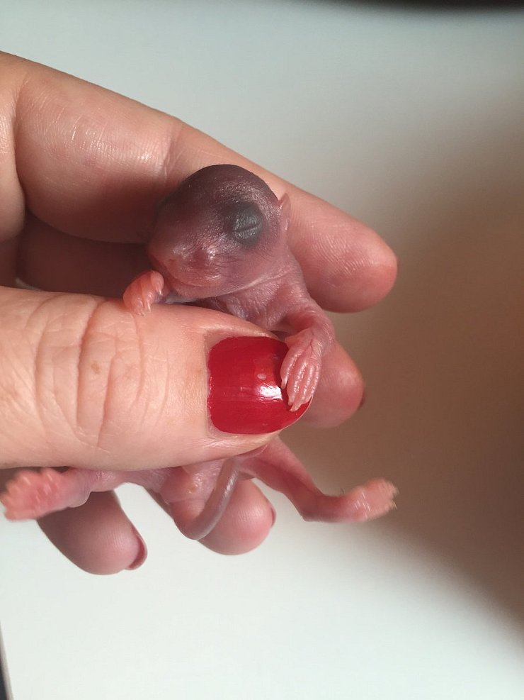 Als es in die Pflegestelle kam, wog dieses Eichhörnchen 13 Gramm. - © Kristine Greßhöner