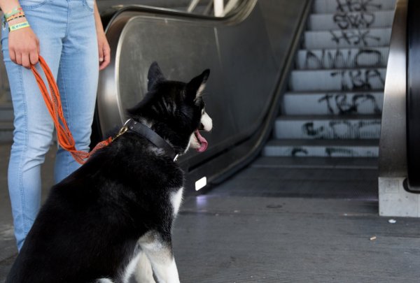 Hunde können auf Rolltreppen Verletzungen erleiden - vor allem an den Krallen. - © Florian Schuh/dpa-tmn