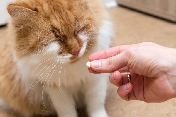 Katzen sollten nicht die Medikamente ihrer Halter nehmen - © Foto: Andrea Warnecke/dpa-tmn