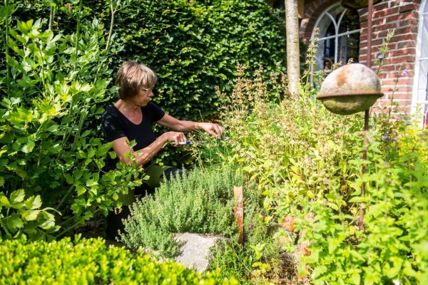 Kräuter werden am besten morgens geerntet. - © Benjamin Nolte/dpa-tmn