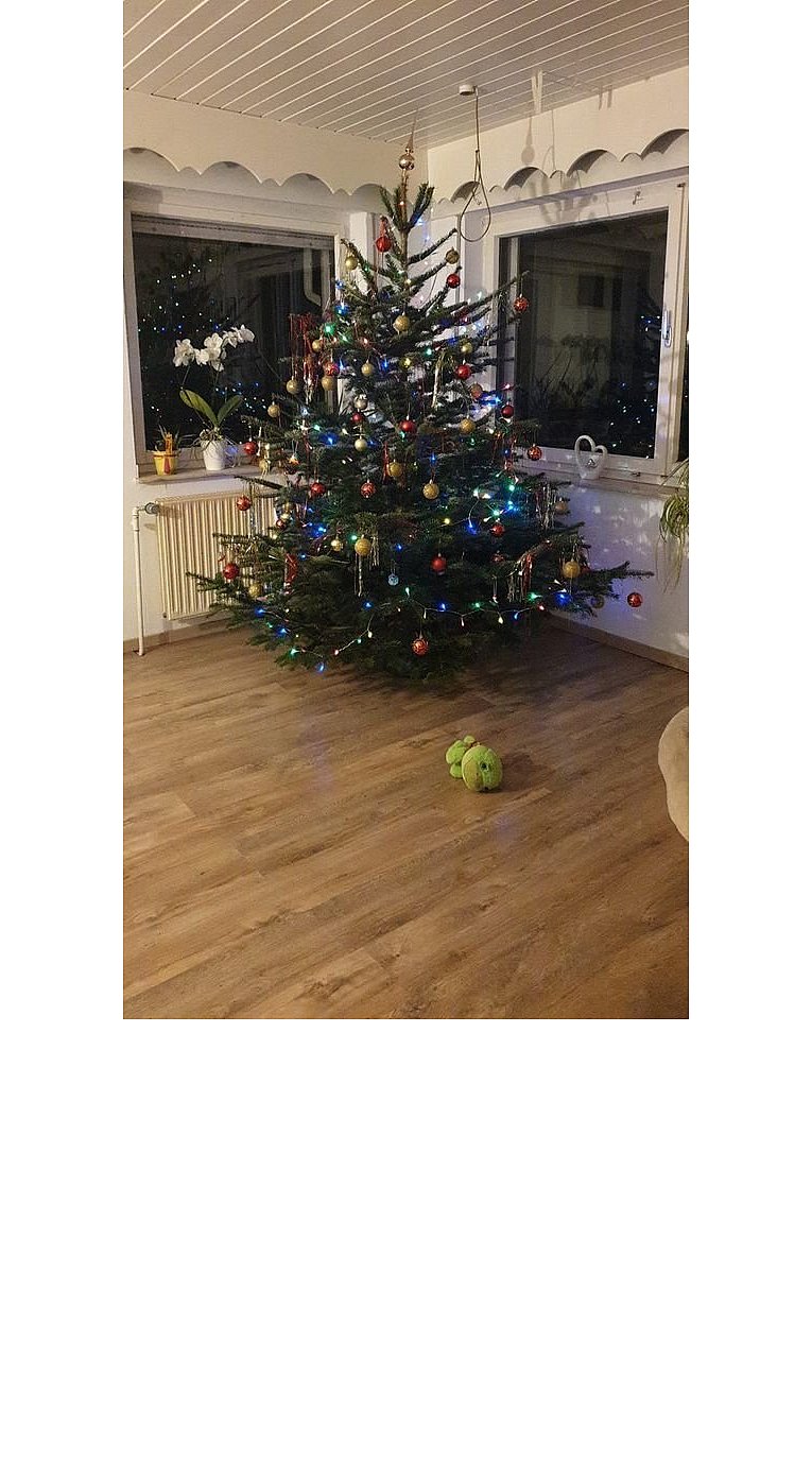 Weihnachtsbäume in Lippe
