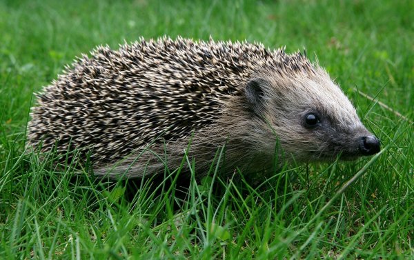 Igel - © Foto: Patrick Pleul