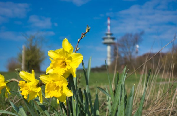 Ab Freitag, 3. April, ist der Köterberg in Lügde nur noch zu Fuß erreichbar. - © Wolfgang Furmanski