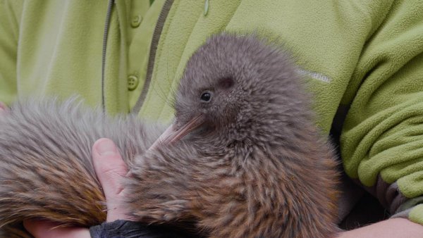 Kiwis sind die kleinsten Laufvögel der Welt und kommen nur in Neuseeland vor. - © Belle Gwilliam/Department of Conservation/dpa