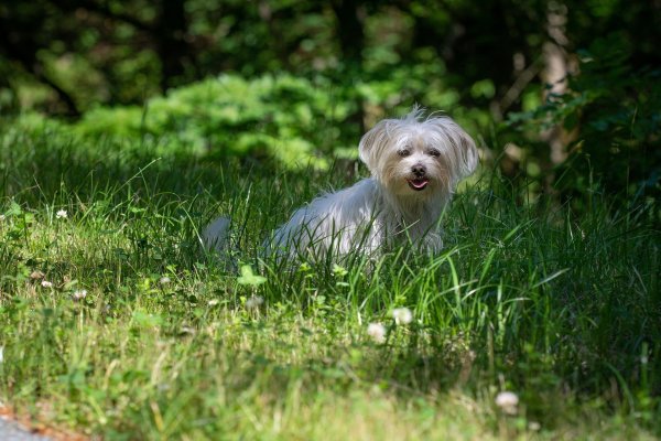 Eine Frau hatte ihren Hund in Bielefeld im Schatten mit Wasser an einen Zaun angebunden. - © Symbolbild Pixabay