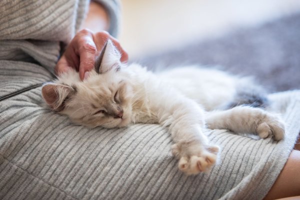 Nähe mit Nebenwirkungen: Kuscheln nach der Hormonbehandlung kann für Tiere riskant sein. - © Christin Klose/dpa-tmn