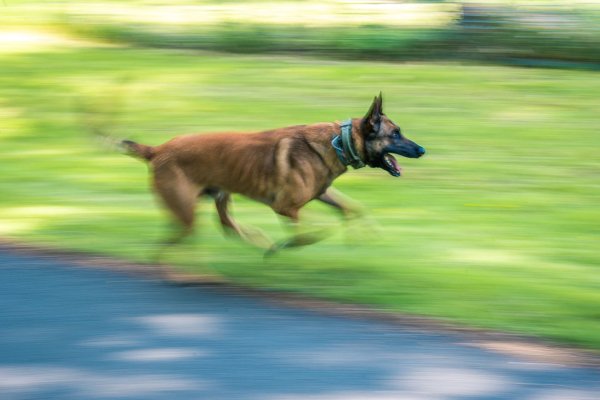 Ein Polizeihund wie dieser hier soll vor einem Jahr eine 73-Jährige angegriffen und schwer verletzt haben - jetzt wurde sein Herrchen verurteilt. (Symbolfoto) - © Mohssen Assanimoghaddam/dpa