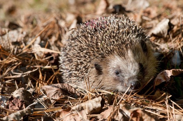 Igel im Laub - © Foto: Klaus-Dietmar Gabbert