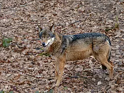 Einzelne Wölfe gelten allgemein als "unsichtbar". Auch Rudel meiden zumeist den direkten Kontakt zum Menschen. - © FOTO: NW