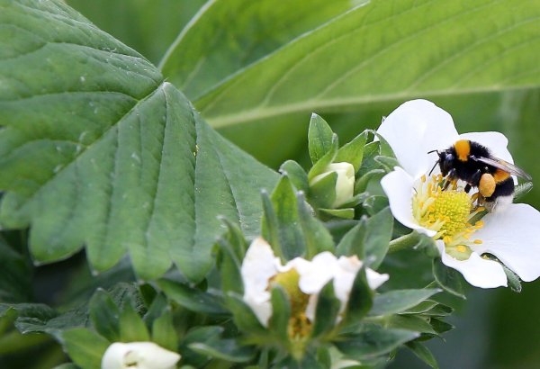 Bei der Arbeit: Eine Erdhummel bestäubt im Folientunnel eine Erdbeerpflanze. - © Foto: Patrick Menzel