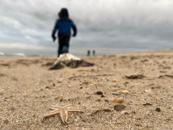 Die Tiere wurden ans Ufer gespült und verenden dort. - © Lea Albert/dpa