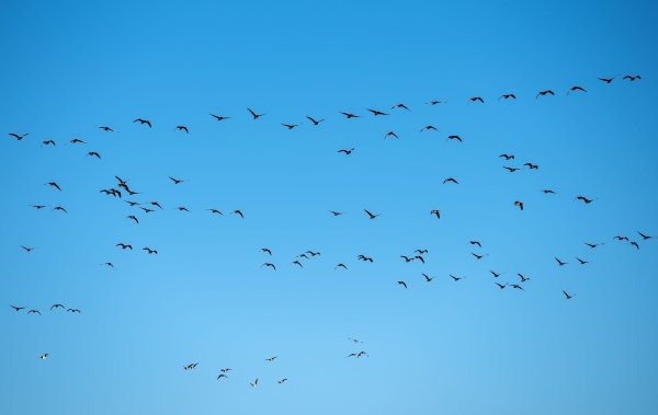 Derzeit grassiert die größte je dokumentierte Vogelgrippewelle. (Symbolbild) - © Daniel Bockwoldt/dpa