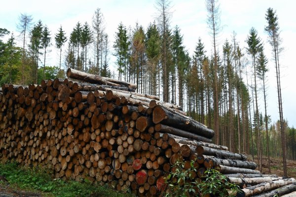 Forschergruppe bezweifelt Studie zu Aufforstung gegen Klimawandel - © Foto: Uwe Zucchi/dpa