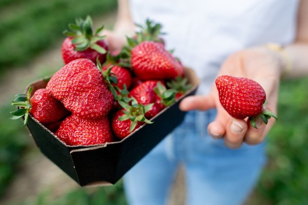 Mit einer KI kann der Roboter reife Erdbeeren erkennen. (Symbolbild) - © Hauke-Christian Dittrich/dpa