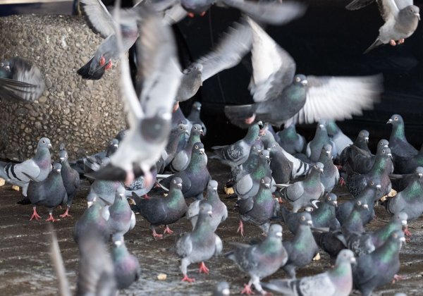 Tierschützer halten nicht viel von dem geplanten Umzug von 200 Limburger Stadttauben auf einen Gnadenhof in Bayern. Das sei nur eine «kurzfristige Lösung» - die Stadt bleibe in der Pflicht. - © Boris Roessler/dpa