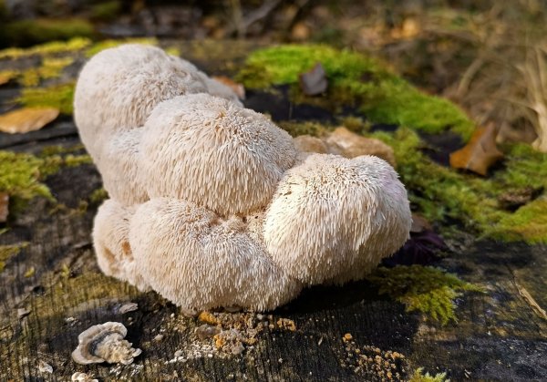 Der Igelstachelbart wird auch Yamabushitake, Löwenmähne, Pom-Pom blanc oder Affenkopfpilz genannt. - © Detlef Schoenfeld/DGfM/dpa