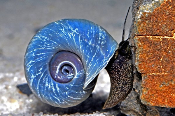 Schnecke - © Foto: FLH/dpa-tmn