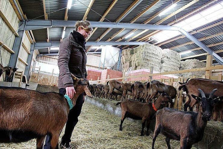 Cornelia Steins (Bild) und ihre Eltern haben derzeit 50 Ziegen auf ihrem Hof. Für Ende Januar wird Nachwuchs erwartet. - © Foto: Beckschäfer