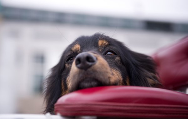 Hund - © Foto: Daniel Naupold/Symbolbild