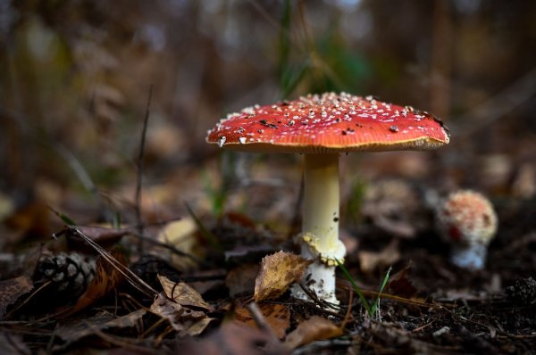 Das Gift des Fliegenpilzes in Gummibonbons führte nun zu einem Vekaufsverbot (Symbolbild). - © Hendrik Schmidt/dpa-Zentralbild/dpa