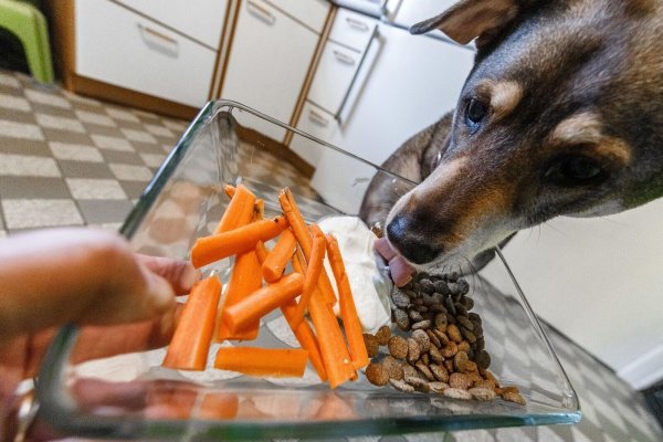 Möhren statt Fleisch: Wenn Halter auf Ausgewogenheit achten, können sie ihren Hund auch vegan ernähren. - © Markus Scholz/dpa-tmn