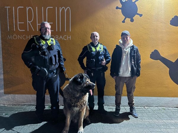 Er wurde aus dem Tierheim gestohlen. Jetzt ist Rüde Teddy zurück. - © -/Stadt Mönchengladbach/dpa